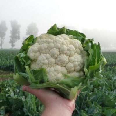 СВ 5818 F1 капуста цветная Семинис