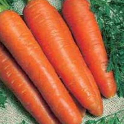 ТИТО F1 морковь Хазера