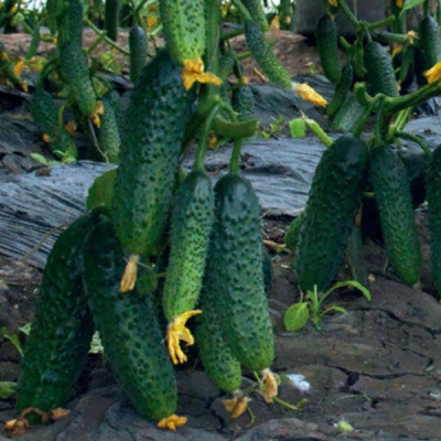 БОНУС F1 огурец Гриномика (500 шт)