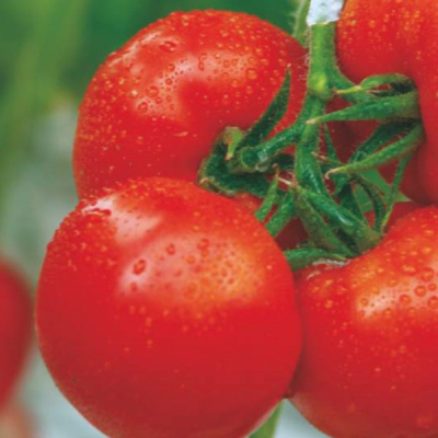 АЛЬТАИР F1 томат Гавриш