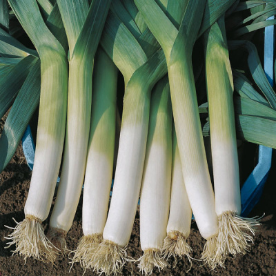 ЛАНЦЕЛОТ F1 лук порей Бейо