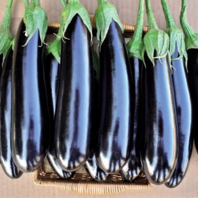 ФАВОРИТ F1 баклажан Вильморин