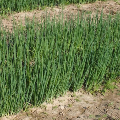 ЛЕГИОНЕР F1 лук на зелень Гавриш