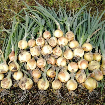 БЕННИТО F1 лук Семинис