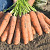 НАМУР F1 морковь Бейо (2.4-2.6)