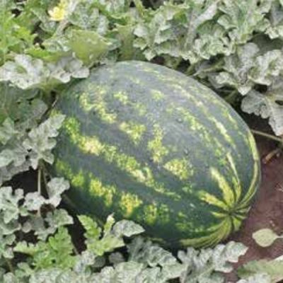 ВАРДА F1 арбуз Хазера