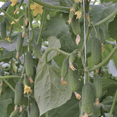 ДИНАСТИЯ F1 огурец Гриномика