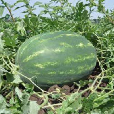 ВАСКО F1 арбуз Хазера