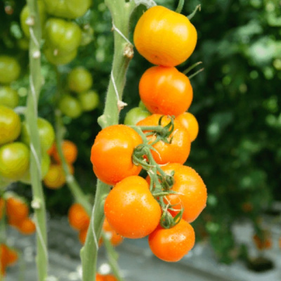 ФОТОН F1 томат Гавриш