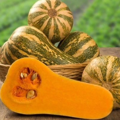 БАРБАРА F1 тыква Саката