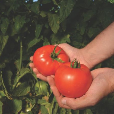 АМБЕР F1 томат Вильморин