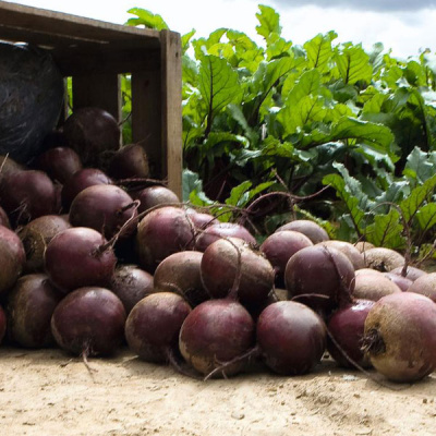 РЕД КЛАУД F1 свекла Бейо (3.0-3.5)