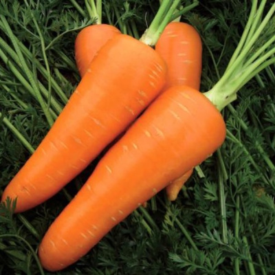 МИРАФЛОРЕС F1 морковь Вильморин (фр.1, 6-1, 8 мм)