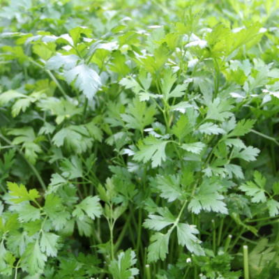 ТАЙГА F1 петрушка Гавриш (1000 г)