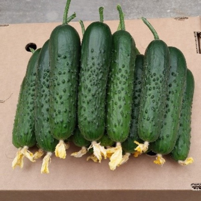 СПИНО F1 огурец Сингента