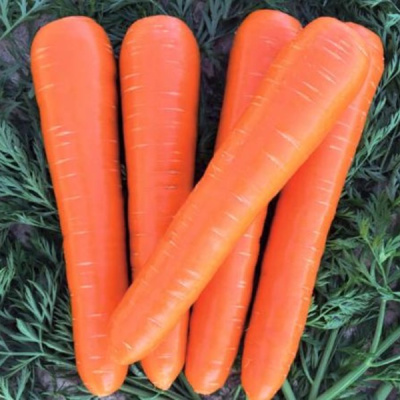 ВАК-70 F1 морковь Вильморин (фр.1, 6-1, 8 мм) 500 т шт
