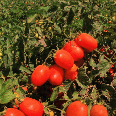 ВЕЛОЗ F1 томат Семинис