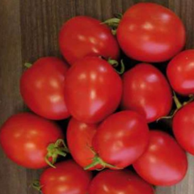 ГЮЗЕЛЬ F1 томат Саката