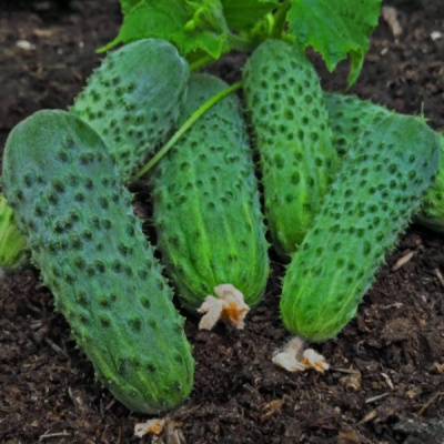 ПЛАНТАТОР F1 огурец Гриномика