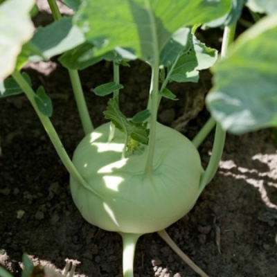 ТЕРЕК F1 кольраби Райк Цваан, NS, 1000 шт