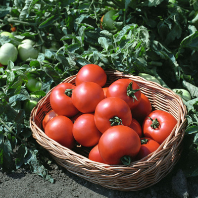 ПОЛБИГ F1 томат Бейо