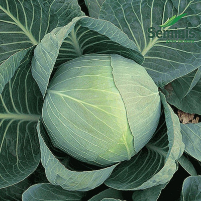 КОЛЯ F1 капуста белокочанная Семинис