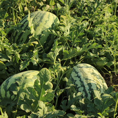 ТАМТАМ F1 арбуз Энза Заден, 500 шт