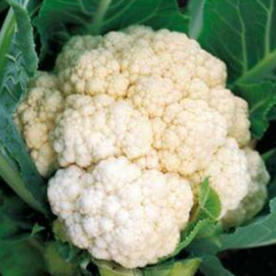 УАЙТ ЭКСЕЛЬ F1 капуста цветная Саката