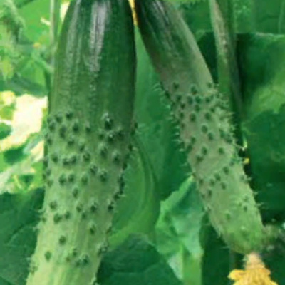 КОЛОРИТ F1 огурец Гавриш