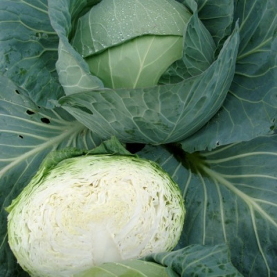 ТАКОМА F1 капуста белокочанная Райк Цваан, GD, 2500 шт
