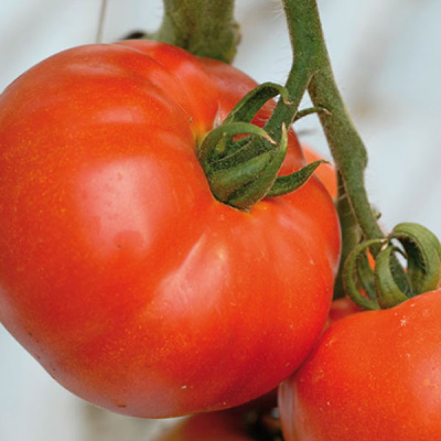 БЕРБЕРАНА F1 томат Энза Заден