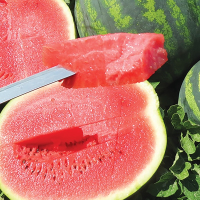 РОМАНЗА F1 арбуз Сингента