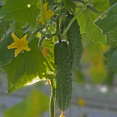 ДОМИНАТОР F1 огурец Гриномика