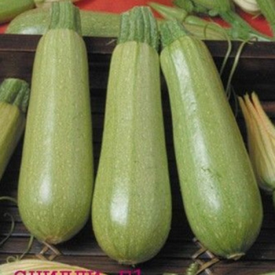 СЦИЛЛИ F1 кабачок Семинис