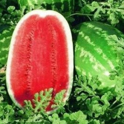 МЕЛАНИЯ F1 арбуз Семинис