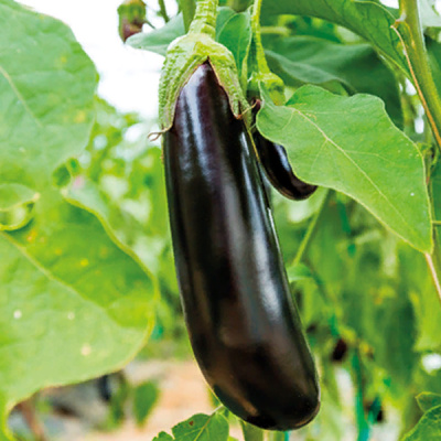 ГАЛАКТИКА F1 баклажан Гриномика