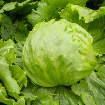 ЛЕКТРИС F1 салат айсберг Бейо