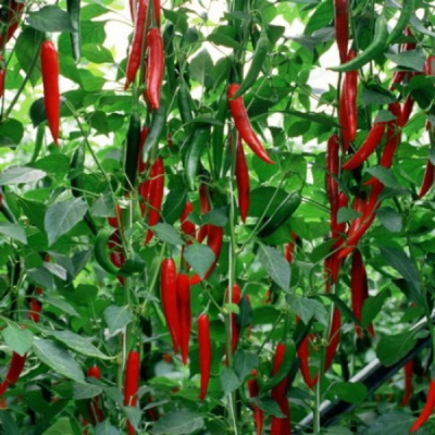 ПЬЕТРО F1 перец Райк Цваан, PR, 500 шт