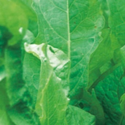 БЕЛЛЕВИЛЬ F1 щавель Энза Заден