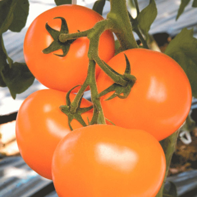 ТИ-169 F1 томат Энза Заден (500)