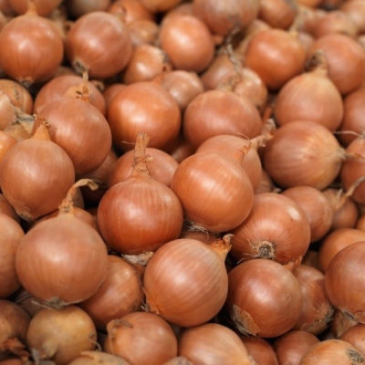 МОУШЕН F1 лук Сингента