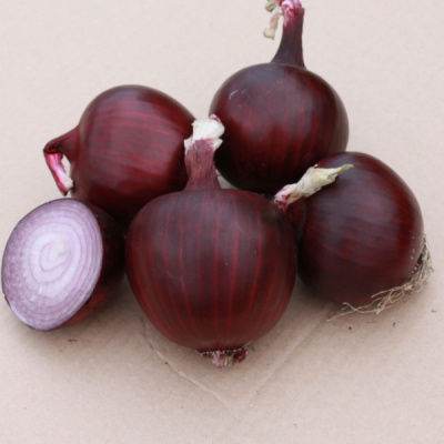 АНТАРЕС F1 лук Гавриш