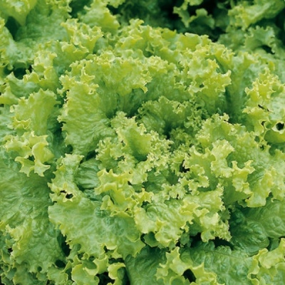 ГРАНД РАПИДС F1 салат листовой Энза Заден