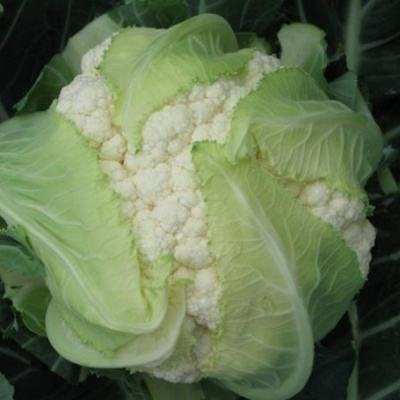 ШАССИРОН F1 капуста цветная Вильморин