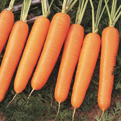 НАЙРОБИ F1 морковь Бейо (2.2-2.4)