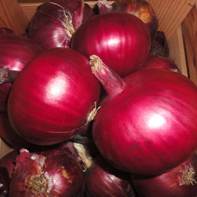 МОНАСТРЕЛ F1 лук Энза Заден