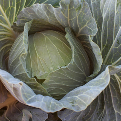 ГРИН ЛУНАР F1 капуста белокочанная Энза Заден