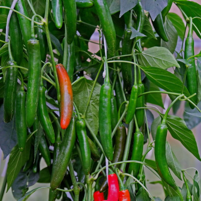 ХАБАНЕРО F1 перец Гриномика