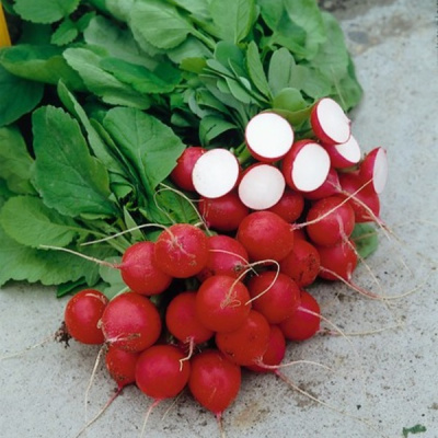 КАСПАР F1 редис Сингента