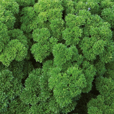 ВЕГА F1 петрушка Энза Заден